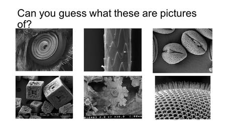 Can you guess what these are pictures of?