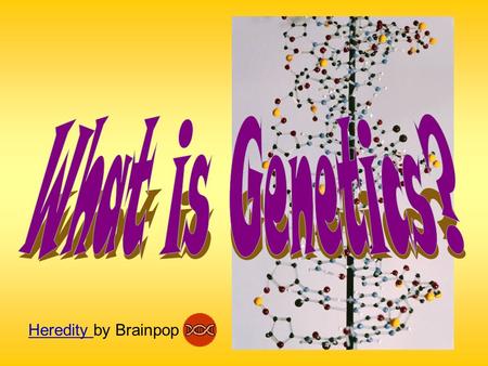 Heredity Heredity by Brainpop. I. Heredity & Genetics parent to offspring oThe passing of traits from parent to offspring genes inherited oTraits are.