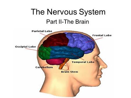 The Nervous System Part II-The Brain. I. Central Nervous System: The Brain Cerebrum –Largest part –Sensory & motor functions –Higher mental functions.