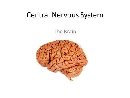 Central Nervous System The Brain. 1. Somatic sensory area.