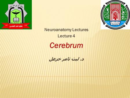 Neuroanatomy Lectures Lecture 4 Cerebrum د. ليث ثامر خزعل.