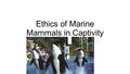 Ethics of Marine Mammals in Captivity. I. Pros for keeping Marine Mammals in Captivity Entertainment purposes-Marine Mammals are trained in captivity.