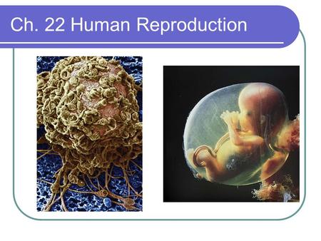 Ch. 22 Human Reproduction.