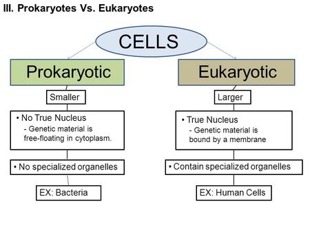 III. Prokaryotes Vs. Eukaryotes CELLS ProkaryoticEukaryotic No True Nucleus - Genetic material is free-floating in cytoplasm. No specialized organelles.