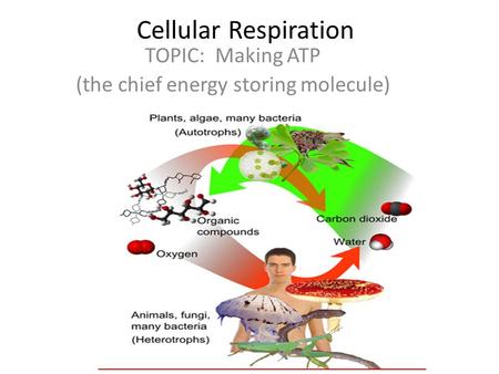 Cellular Respiration TOPIC: Making ATP (the chief energy storing molecule)