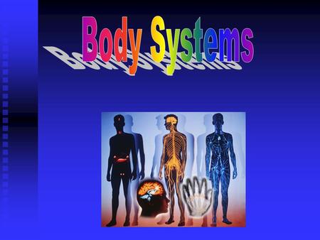 Integumentary System Integumentary System Muscular System Muscular System Skeletal System Skeletal System Nervous System Nervous System Endocrine System.
