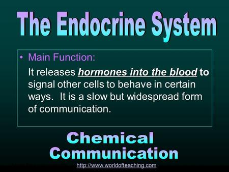 Main Function: hormones into the blood It releases hormones into the blood to signal other cells to behave in certain ways. It is a slow but widespread.