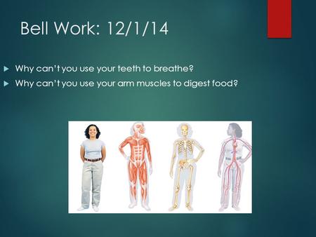 Bell Work: 12/1/14  Why can’t you use your teeth to breathe?  Why can’t you use your arm muscles to digest food?