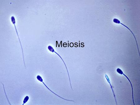 Meiosis. Two Types of Diploid Cells In Sexual Organisms Body Cells Diploid Divide by mitosis to make exact copies In every tissue except reproductive.