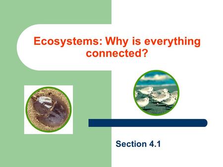 Ecosystems: Why is everything connected? Section 4.1.