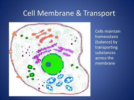 Cell Membrane & Transport Cells maintain homeostasis (balance) by transporting substances across the membrane.