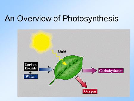 An Overview of Photosynthesis. Photosynthesis is the process by which plants and other producers transform solar energy into the chemical energy of glucose.