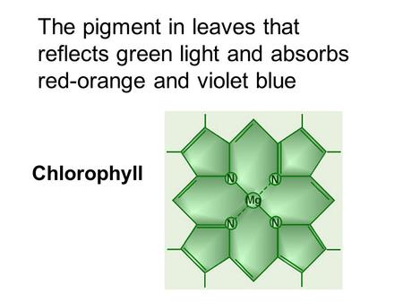 The pigment in leaves that reflects green light and absorbs red-orange and violet blue Chlorophyll.