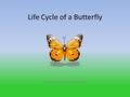 Life Cycle of a Butterfly By: Madison McCormick. Standard GLE: Strand 3 Characteristic and Interactions 4. There is a fundamental unity underlying the.