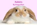 Rabbits By Anaya Khan. What Rabbits Look Like A wild rabbit has greyish, brown fur. Pet Rabbits can have grey, brown or ginger fur.