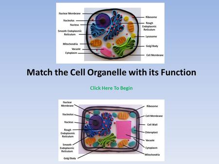 Match the Cell Organelle with its Function Click Here To Begin.