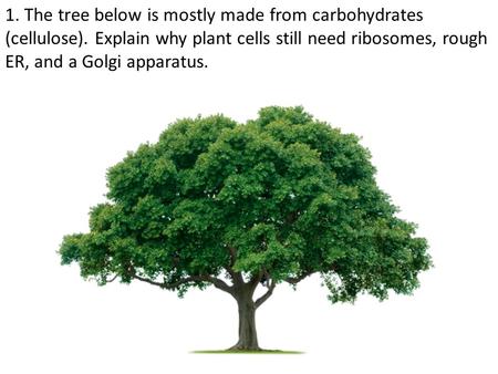1. The tree below is mostly made from carbohydrates (cellulose). Explain why plant cells still need ribosomes, rough ER, and a Golgi apparatus.