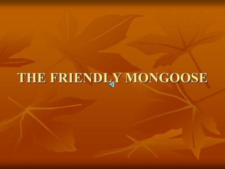 THE FRIENDLY MONGOOSE.