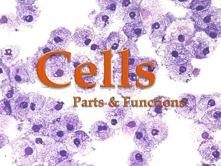  What are the parts of an animal cell?  What are the functions of the parts in an animal cell?