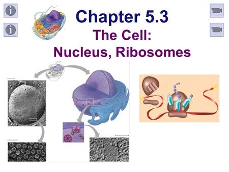 Chapter 5.3 The Cell: Nucleus, Ribosomes