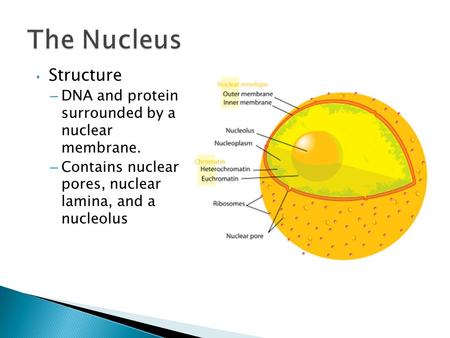 The Nucleus Structure DNA and protein surrounded by a nuclear membrane. Contains nuclear pores, nuclear lamina, and a nucleolus.