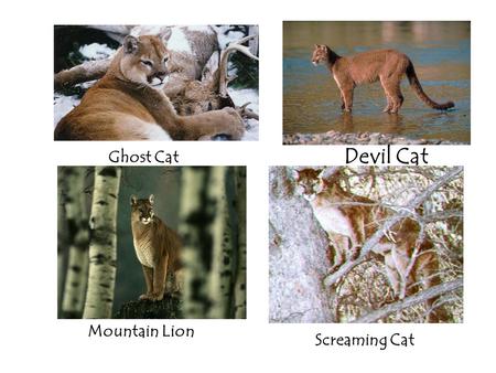 Devil Cat Ghost Cat Mountain Lion Screaming Cat. Puma Florida Panther Cougar.
