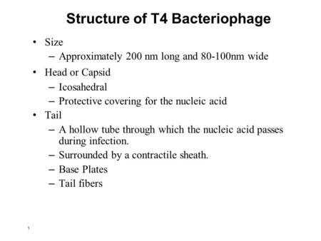 Structure of T4 Bacteriophage