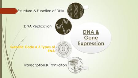 The Genetic Code and 3 types of RNA Notes 11/19/15.