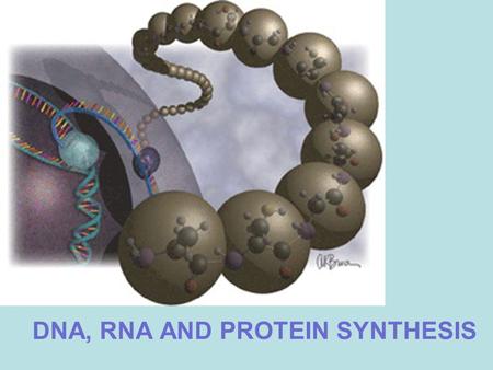 DNA, RNA AND PROTEIN SYNTHESIS. DNA (DEOXYRIBONUCLEIC ACID) Nucleic acid that composes chromosomes and carries genetic information.