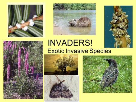 INVADERS! Exotic Invasive Species. What is an invasive species? A native or indigenous species is one that occurs naturally in a given ecosystem. Non-native.