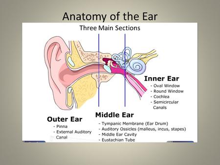 Anatomy of the Ear Three Main Sections