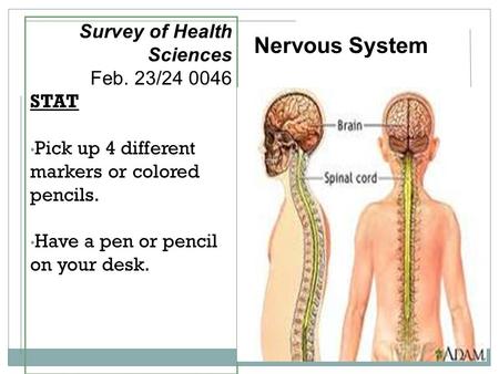 Survey of Health Sciences Feb. 23/24 0046 STAT Pick up 4 different markers or colored pencils. Have a pen or pencil on your desk. Nervous System.
