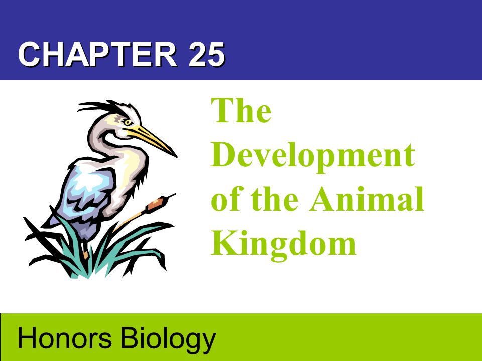 The Development of the Animal Kingdom - ppt video online download