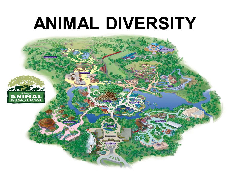 ANIMAL DIVERSITY. - ppt video online download ANIMAL DIVERSITY. - ppt video online download