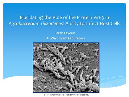 Elucidating the Role of the Protein VirE3 in Agrobacterium rhizogenes Ability toInfect Host Cells Sarah Layoun Dr. Walt Ream Laboratory Source: International.