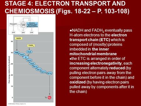 STAGE 4: ELECTRON TRANSPORT AND CHEMIOSMOSIS (Figs. 18-22 – P. 103-108) NADH and FADH 2 eventually pass H-atom electrons to the electron transport chain.