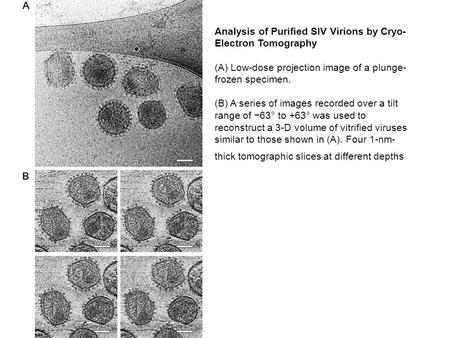 Analysis of Purified SIV Virions by Cryo- Electron Tomography (A) Low-dose projection image of a plunge- frozen specimen. (B) A series of images recorded.