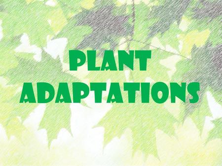 Plant Adaptations.