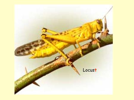 Locus Locust.