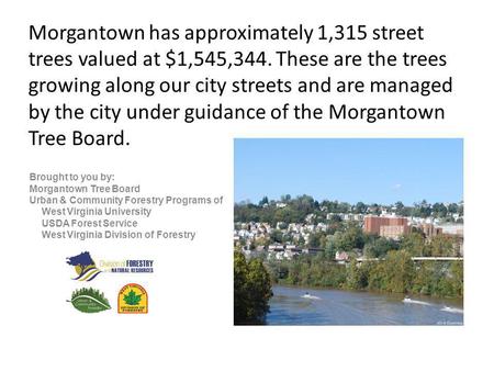 Morgantown has approximately 1,315 street trees valued at $1,545,344. These are the trees growing along our city streets and are managed by the city under.