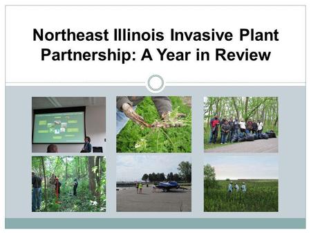 Northeast Illinois Invasive Plant Partnership: A Year in Review.