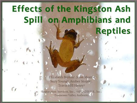 Effects of the Kingston Ash Spill on Amphibians and Reptiles.