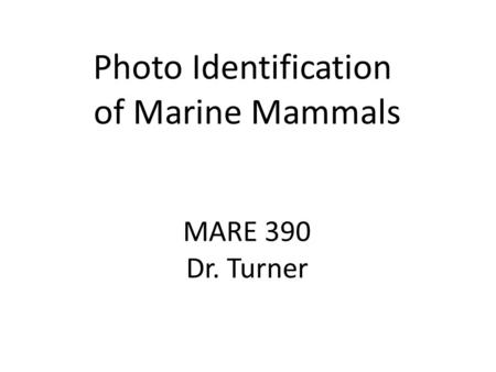 Photo Identification of Marine Mammals MARE 390 Dr. Turner.