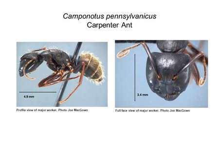 Camponotus pennsylvanicus Carpenter Ant Profile view of major worker. Photo Joe MacGown Full face view of major worker. Photo Joe MacGown.