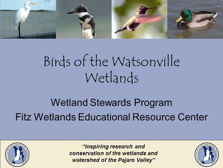 Birds of the Watsonville Wetlands Wetland Stewards Program Fitz Wetlands Educational Resource Center Inspiring research and conservation of the wetlands.