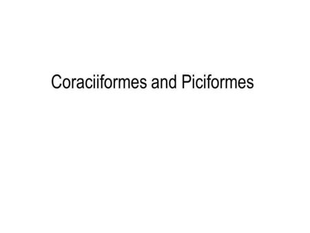 Coraciiformes and Piciformes