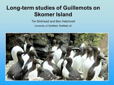 Long-term studies of Guillemots on Skomer Island Tim Birkhead and Ben Hatchwell University of Sheffield, Sheffield UK.