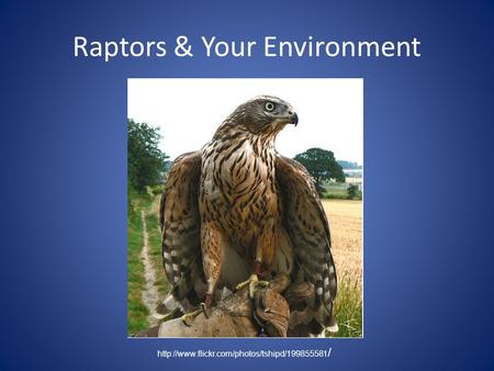 Raptors & Your Environment  /