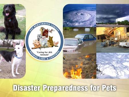 Photo: San Bernardino Press Enterprise Photos: HSUS and AHA Rescue, Hurricane Katrina 2005.