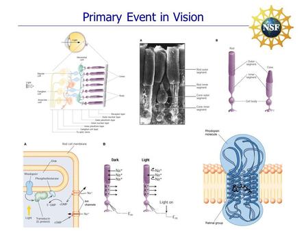 Primary Event in Vision. Ultrafast Photo-Isomerization Mechanism.